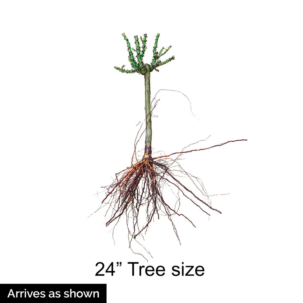Bare Root Tree Rose L7204