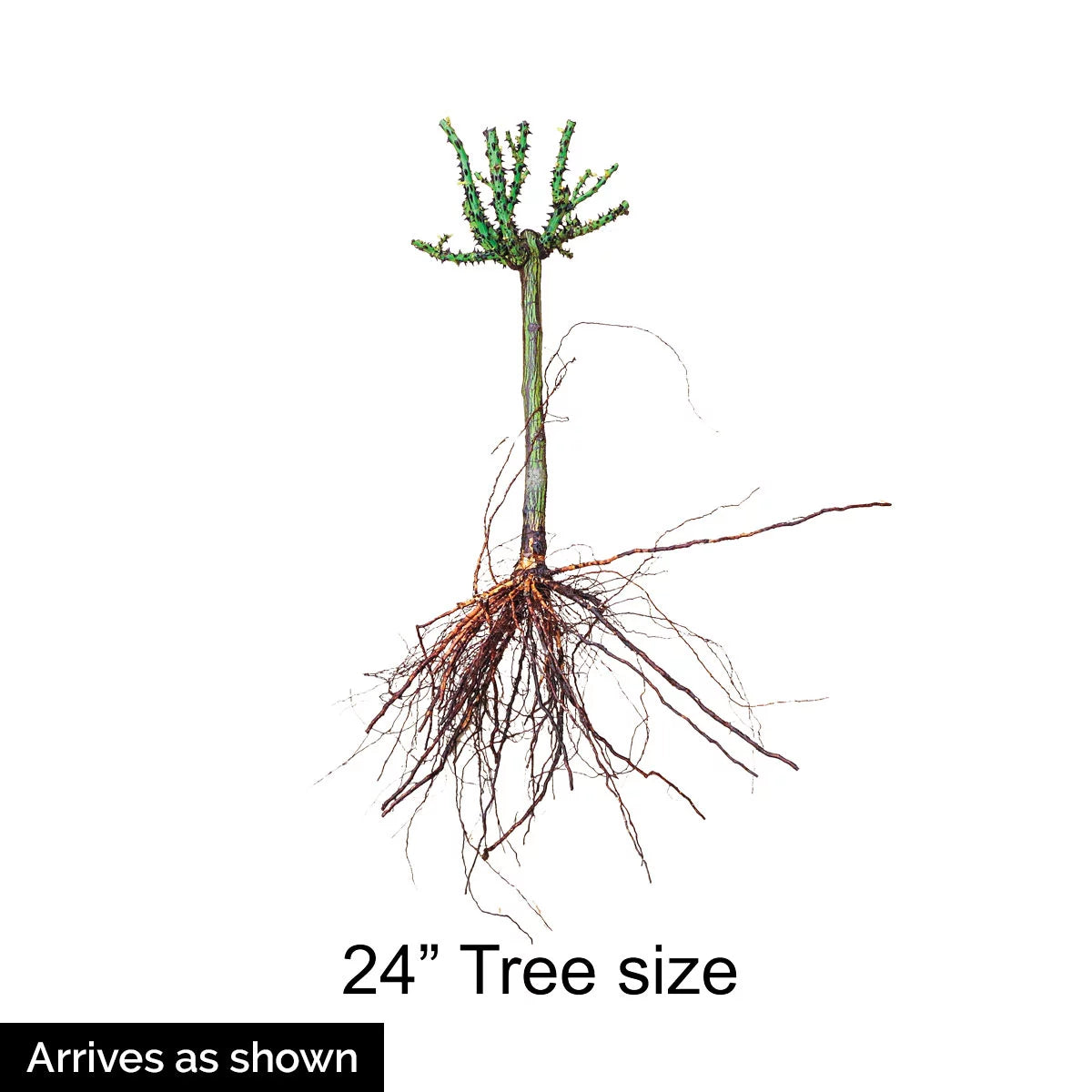 Bare Root Tree Rose L7204