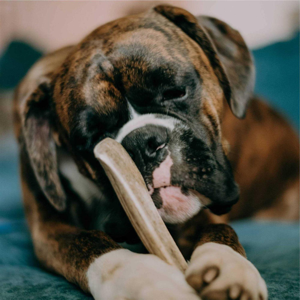 Elk Antler Dog Treats Y538162