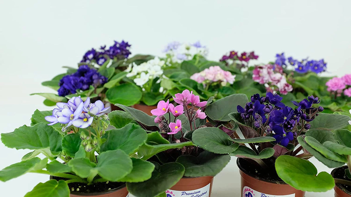 African Violet Variety Pack 4 Assorted Plants J86857