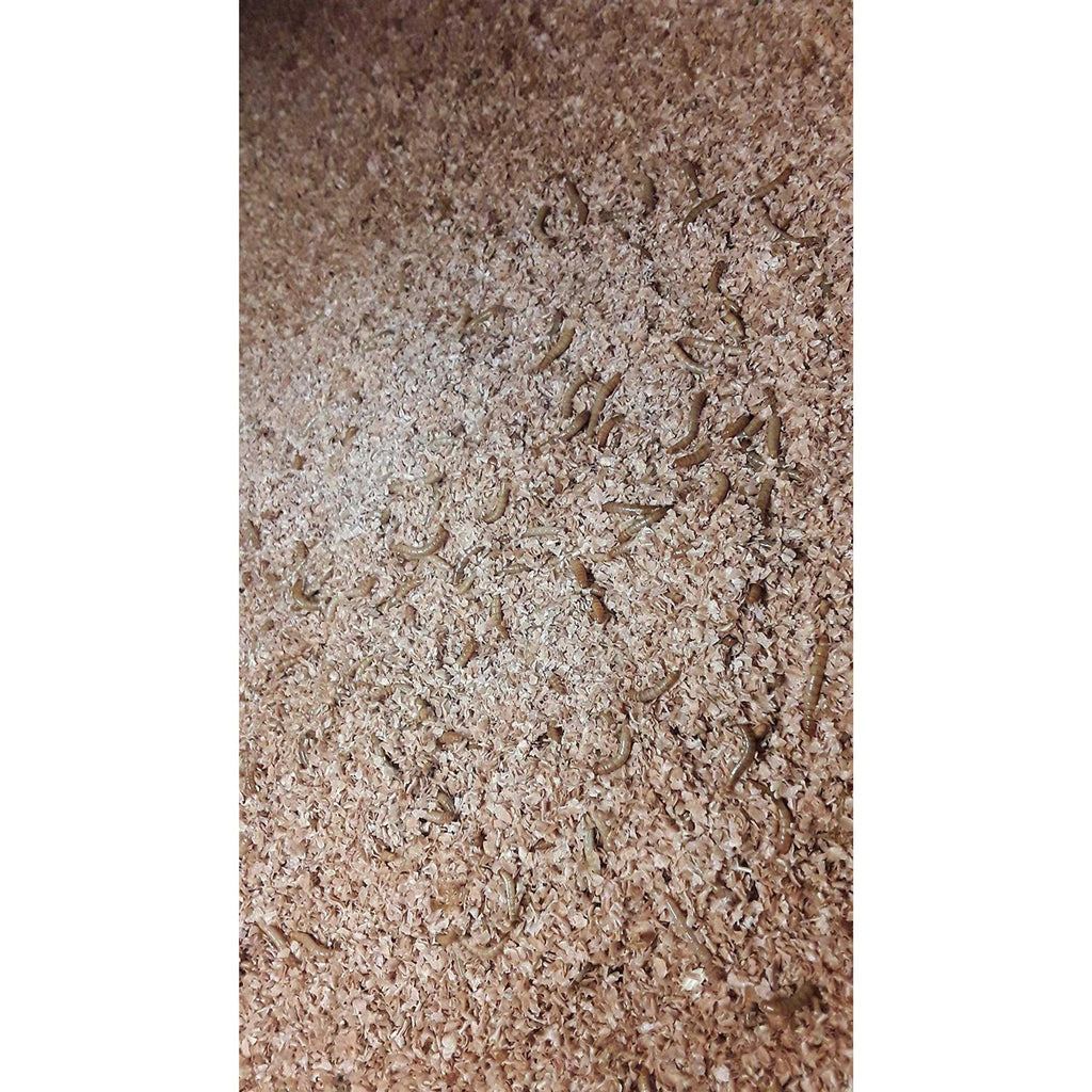 Mealworm and Superworm Bedding B858