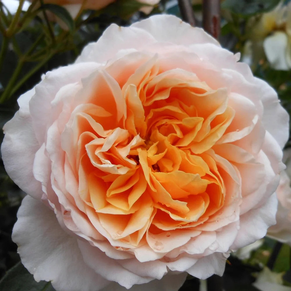 One Gallon English Rose M303