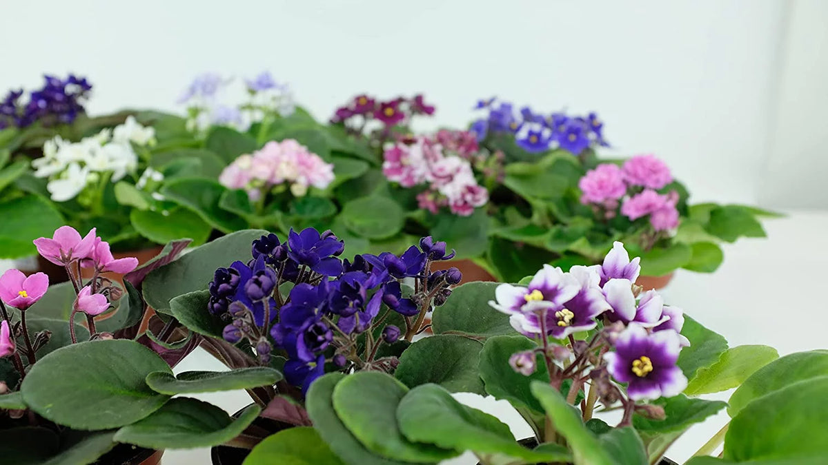African Violet Variety Pack 4 Assorted Plants J86857