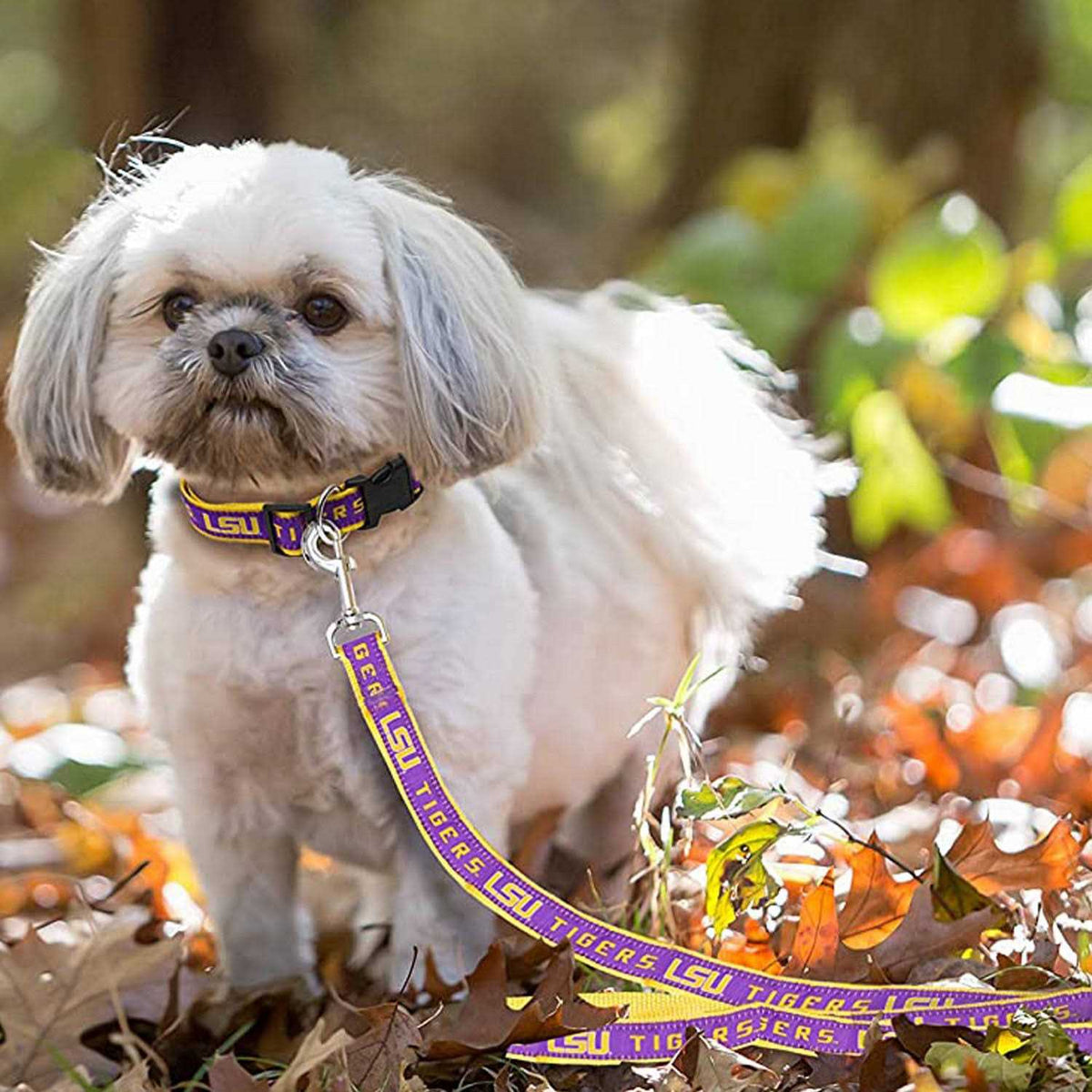 Pet Leash Q1412