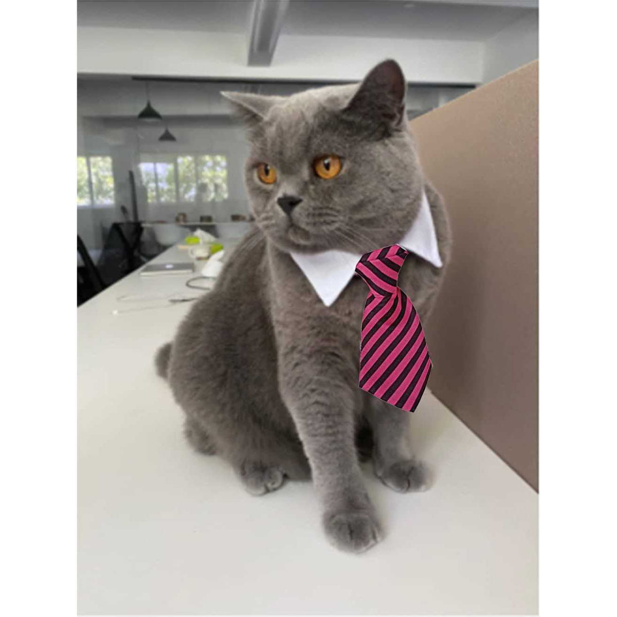Adjustable Pet Bowtie Collar T8126