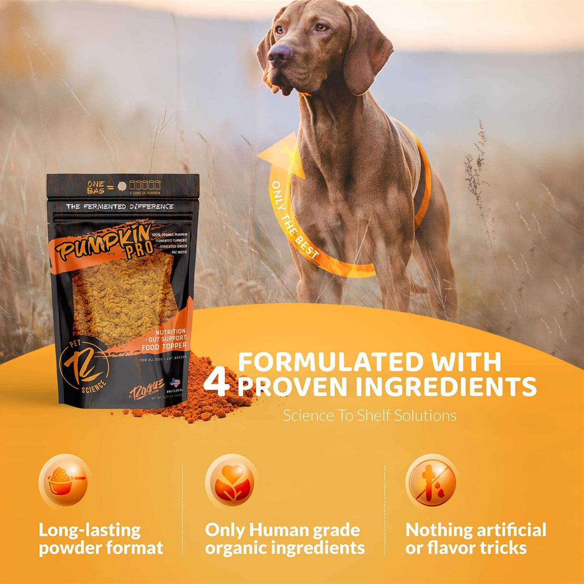 Pumpkin Dog Food Topper Z88879