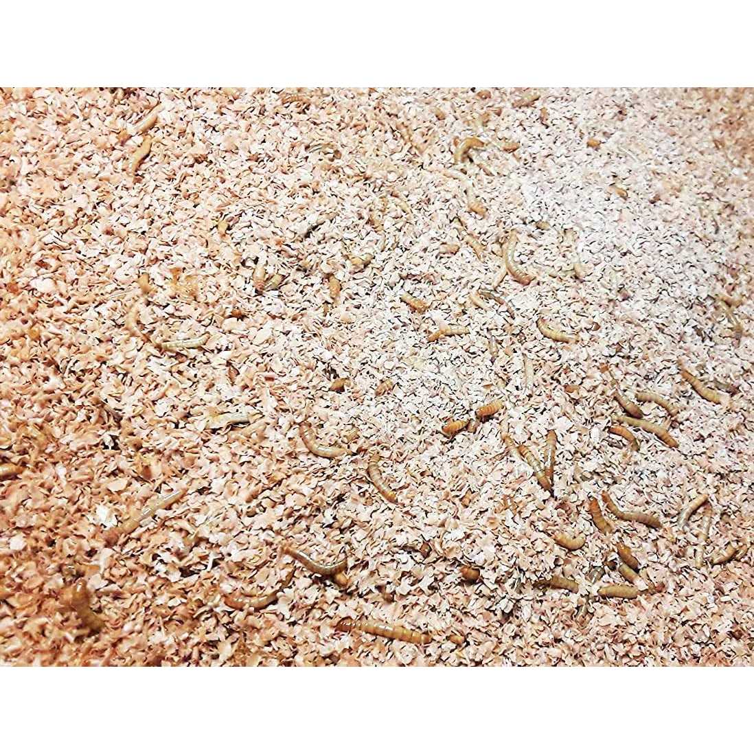 Mealworm and Superworm Bedding B858