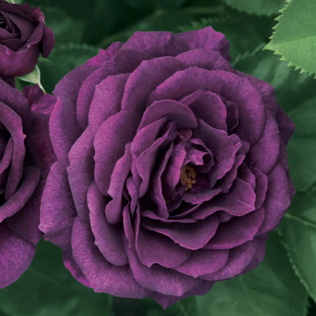 Bare Root Tree Rose L7204