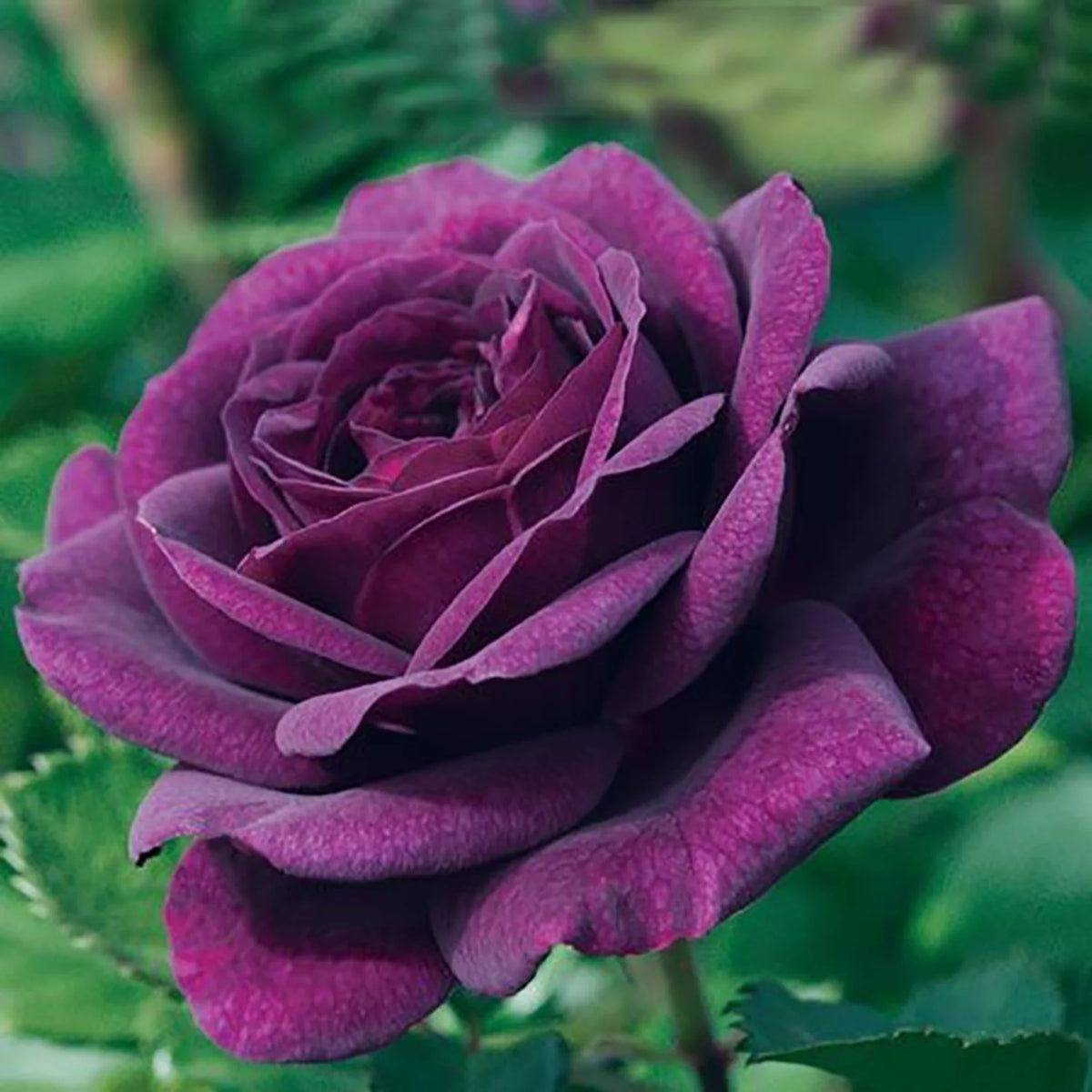 Bare Root Tree Rose L7204