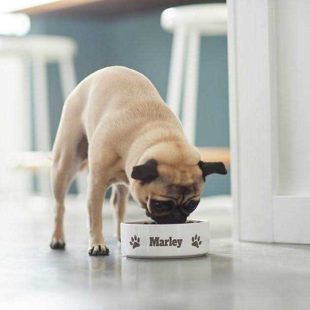 Ceramic Dog Bowl J81120