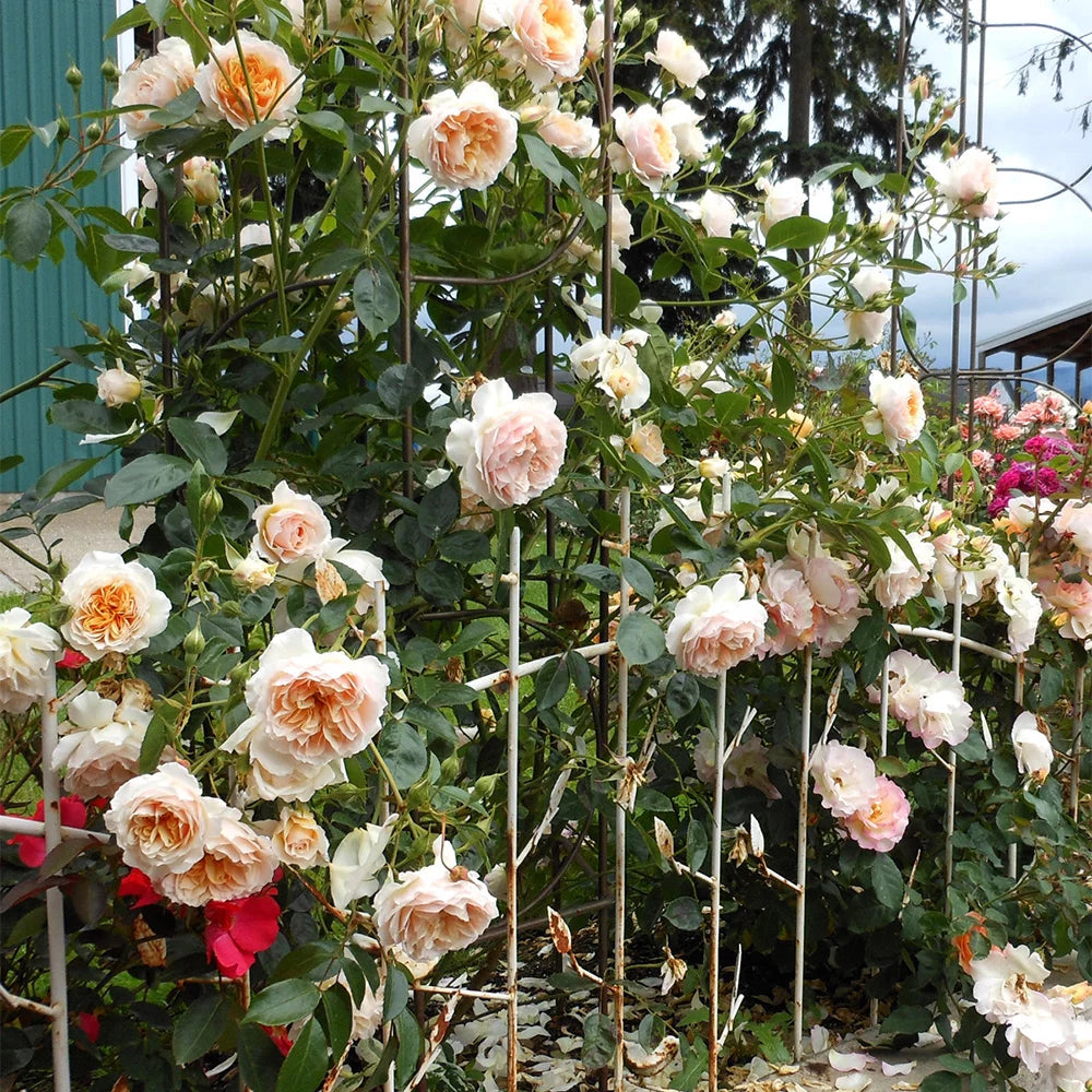 One Gallon English Rose M303