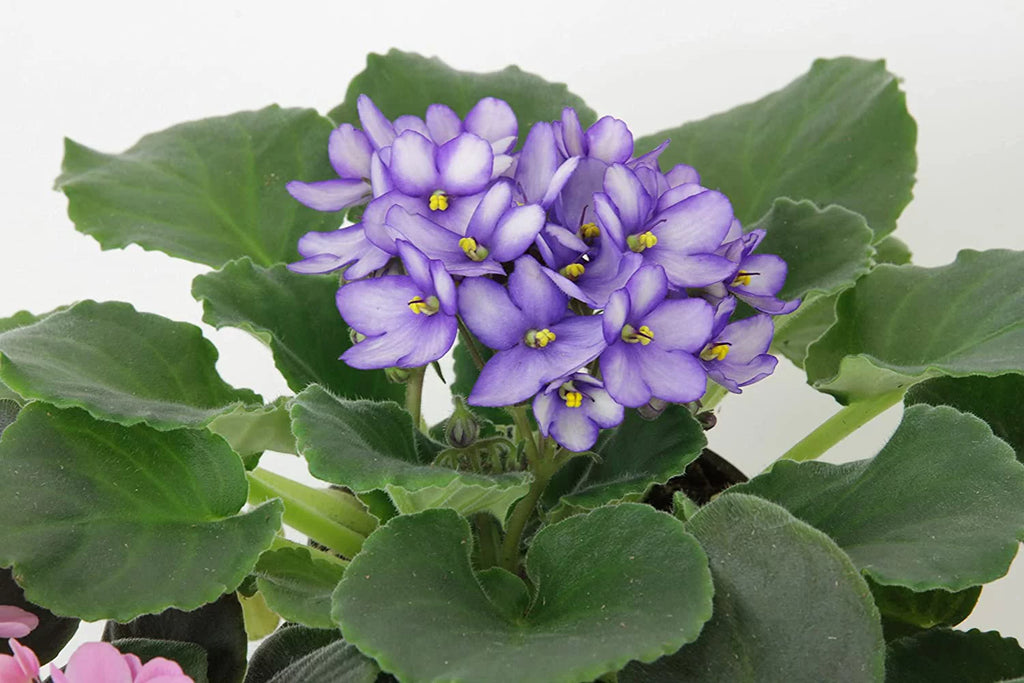 African Violet Variety Pack 4 Assorted Plants J86857