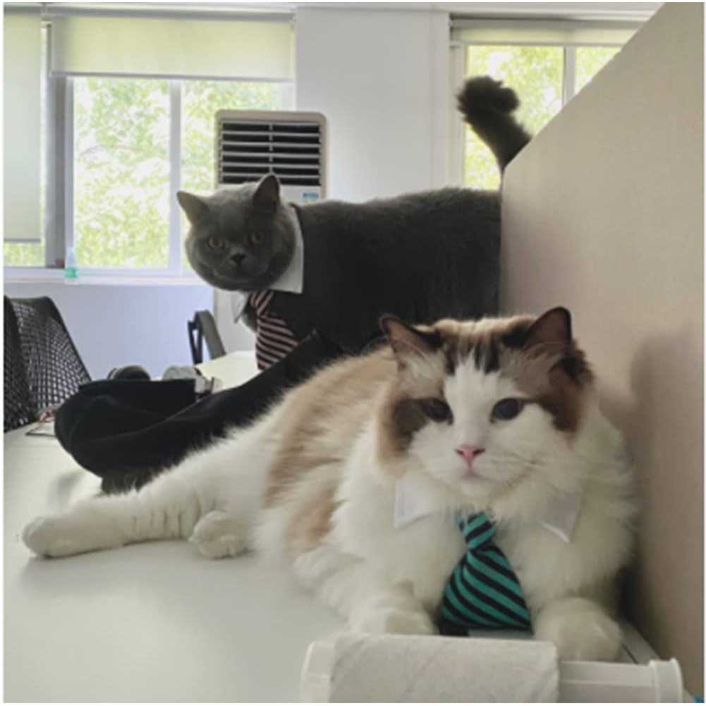 Adjustable Pet Bowtie Collar T8126
