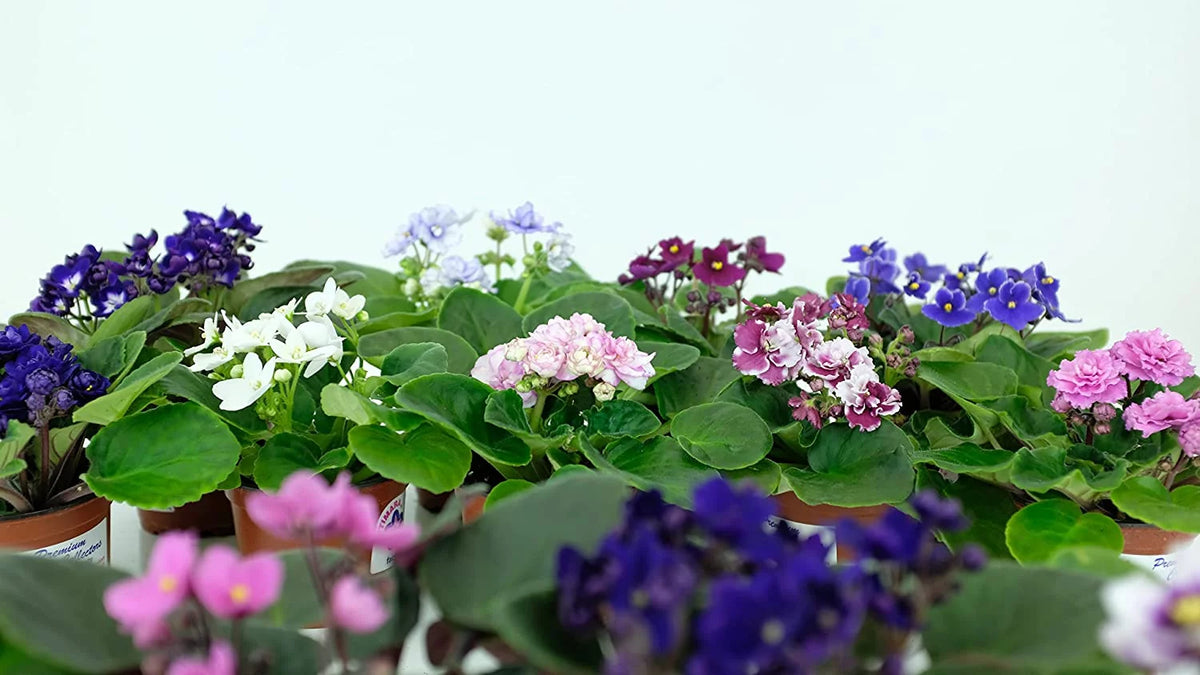 African Violet Variety Pack 4 Assorted Plants J86857